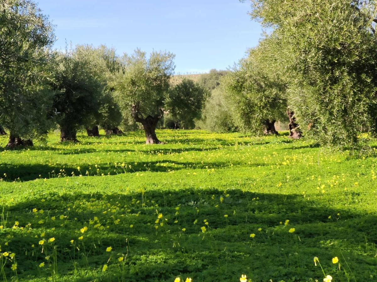 Finca Las Rosas De Santa Ana Villamartín Zewnętrze zdjęcie